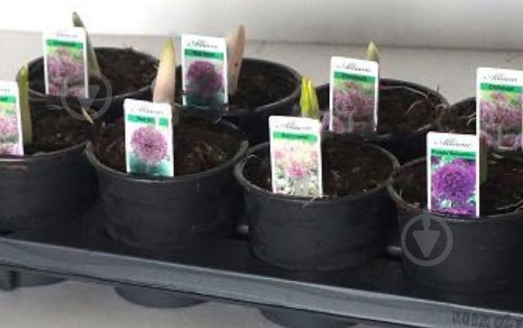 Растение Аллиум 12х16 микс - фото 1