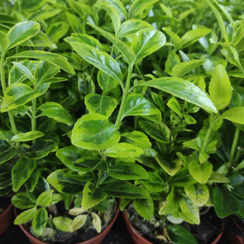 Растение Бересклет 13х30 Aureus - фото 1 Растение Бересклет 13х30 Aureus - фото 1