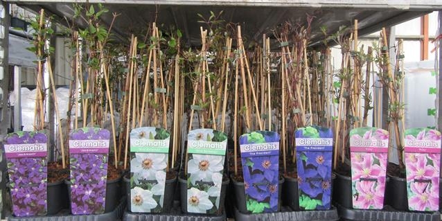 Растение Клематис 14х60 микс - фото 1