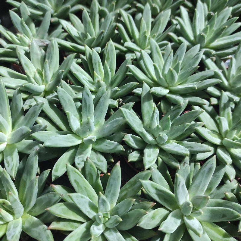 Растение Эхеверия 5х8 Hookeri - фото 1 Растение Эхеверия 5х8 Hookeri - фото 1