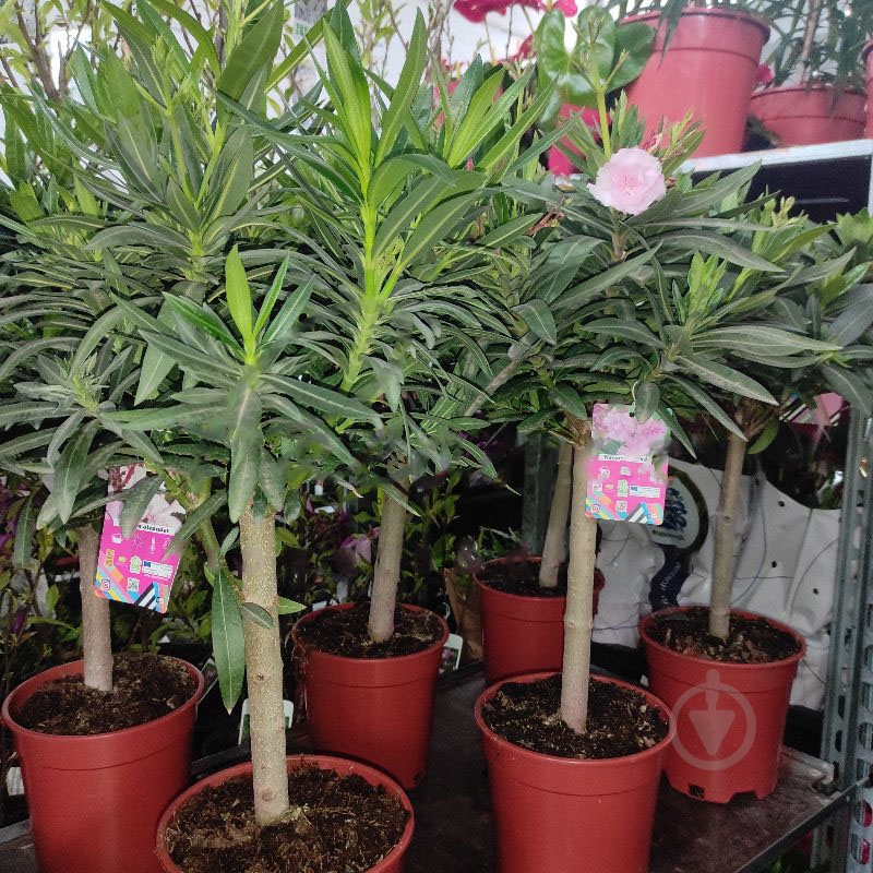 Растение Нериум олеандр 21х75 розовый - фото 1