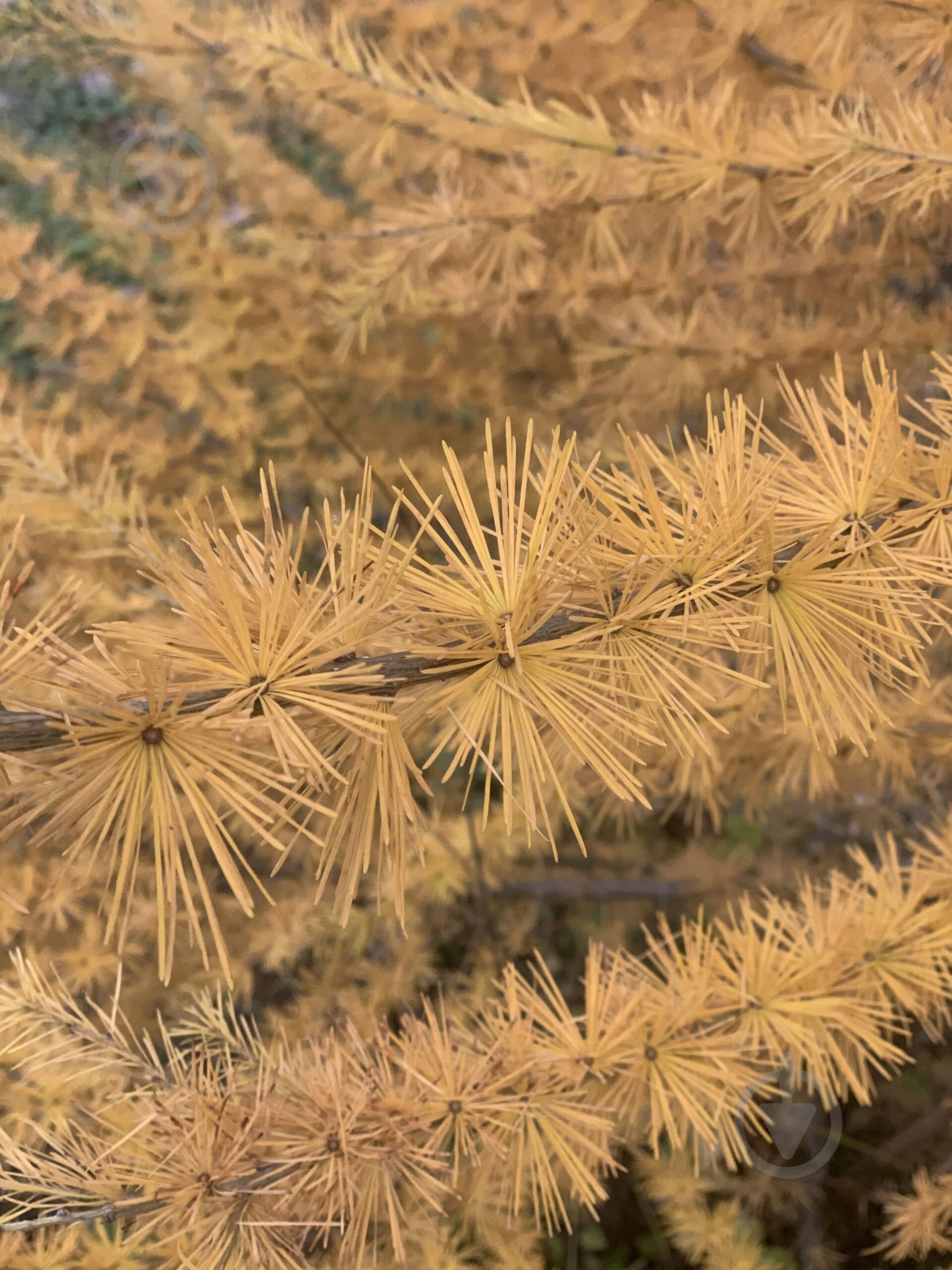 Растение Лиственница европейская Niwaki - фото 5