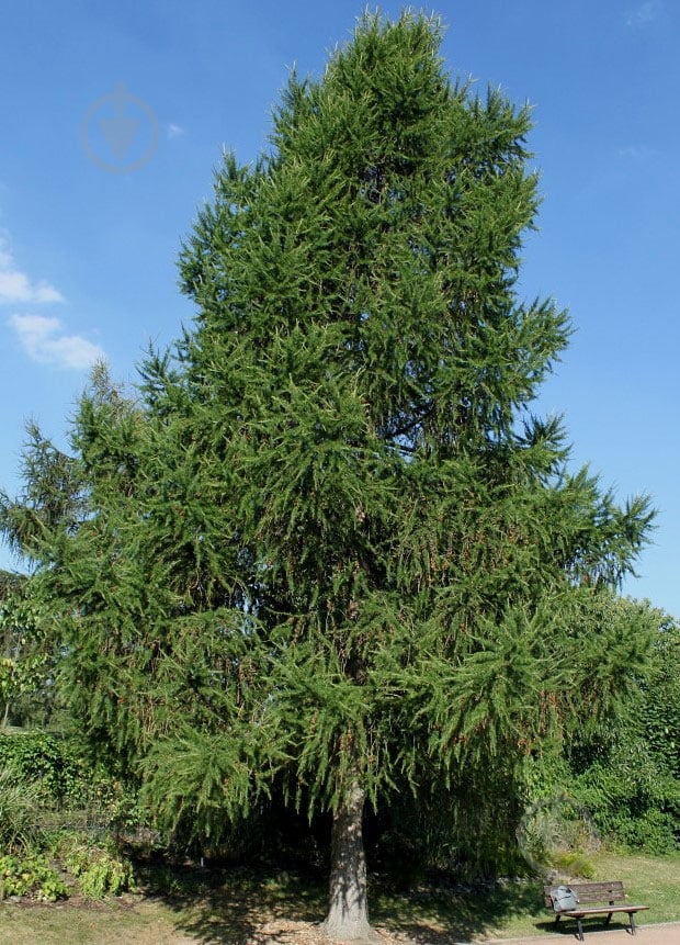 Растение Лиственница европейская Niwaki - фото 4