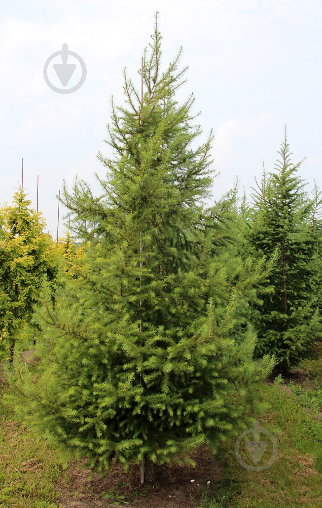 Растение Лиственница европейская Niwaki - фото 1