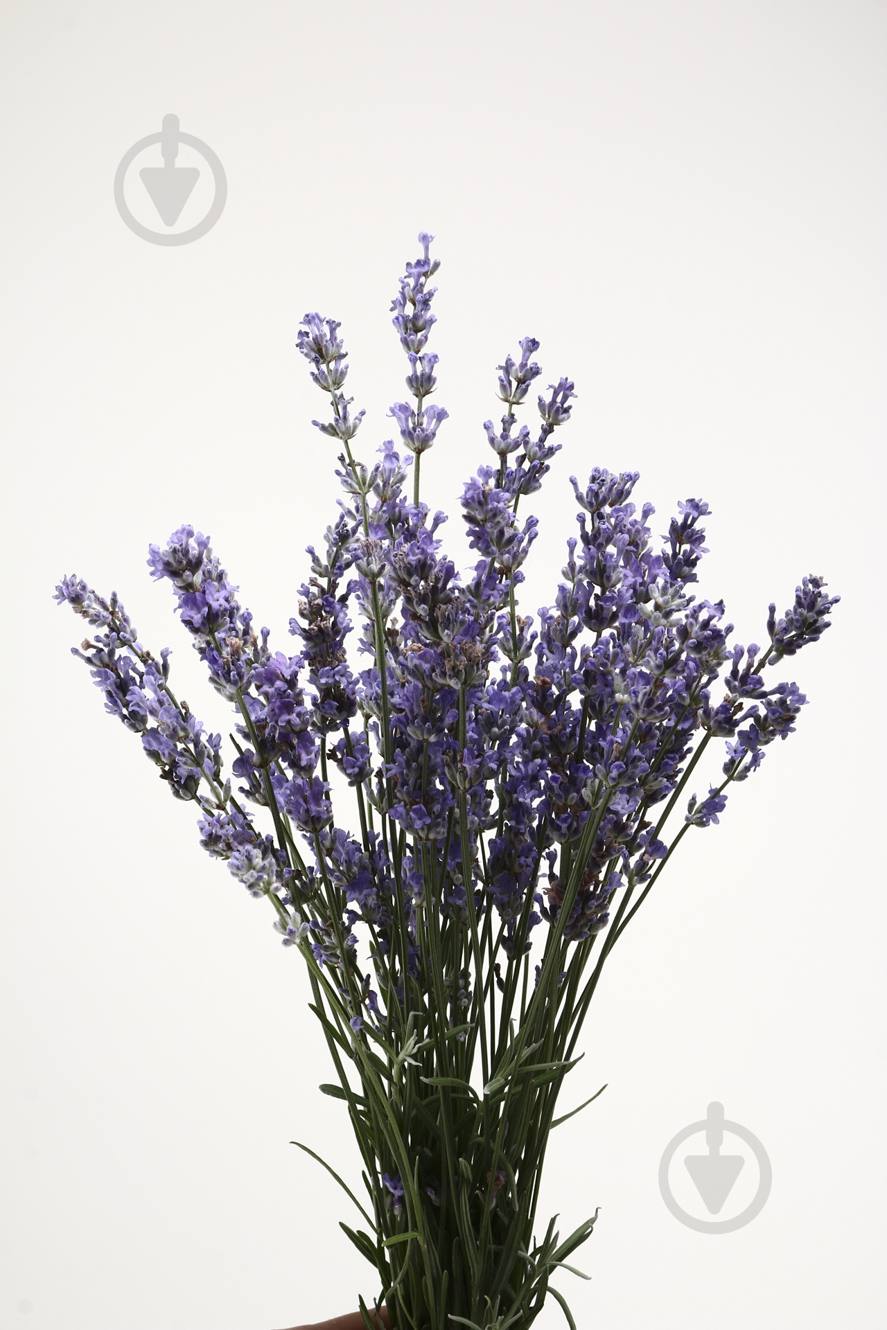 Лаванда 30 см фиолетовая (Украина) - фото 1