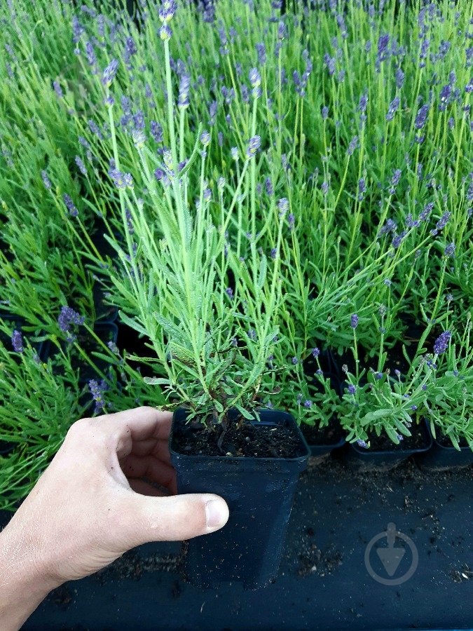 Рослина Лаванда вузьколиста / Lavandula angustіfolіa С3 - фото 1
