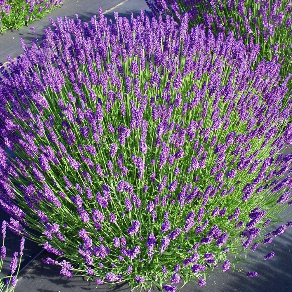 Рослина Лаванда вузьколиста / Lavandula angustіfolіa С3 - фото 2
