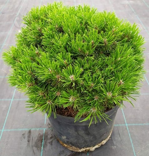 Растение Сосна горная - Pinus mugo Benjamin С20 Ра - фото 1 Растение Сосна горная - Pinus mugo Benjamin С20 Ра - фото 1