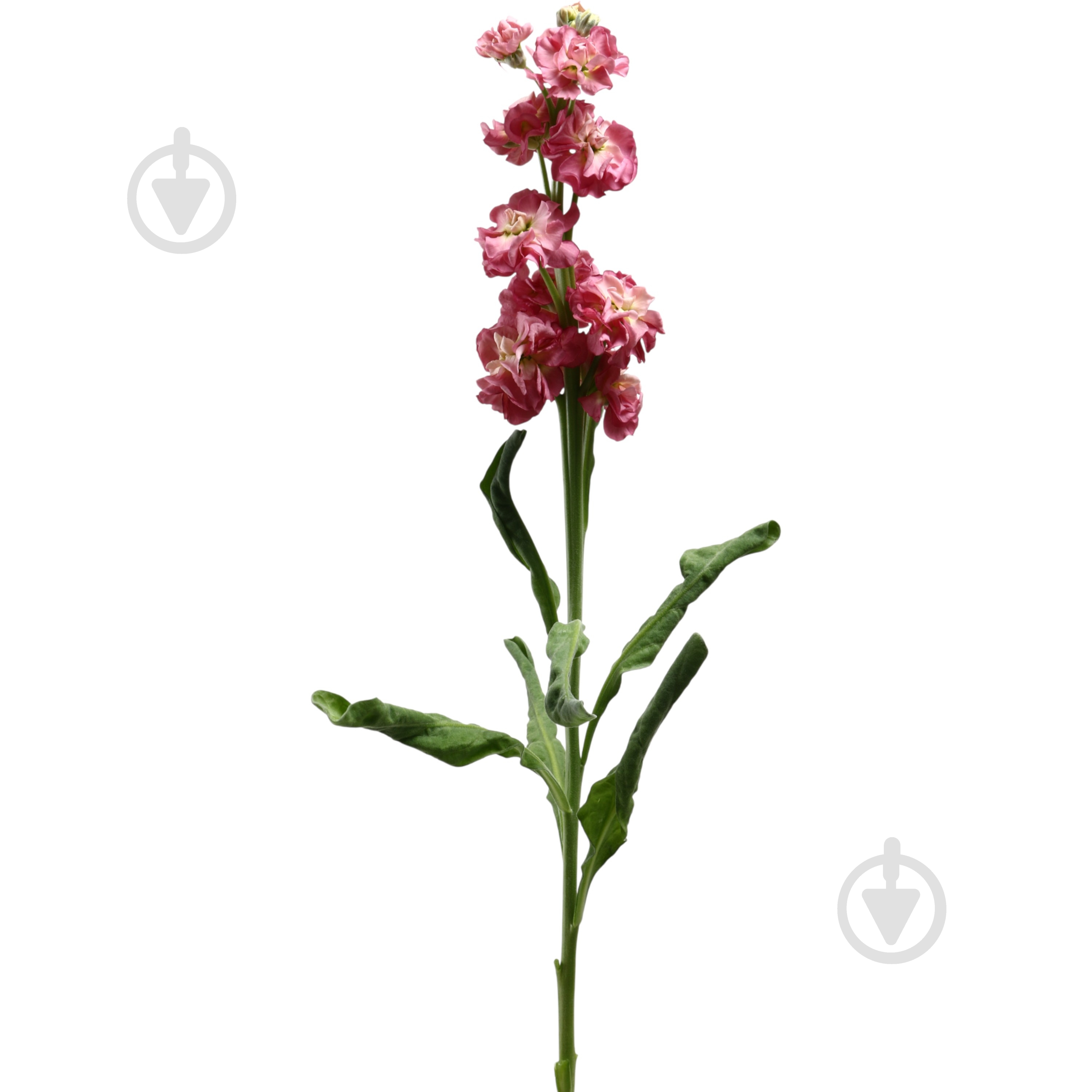 Матіола 45 см рожева (Україна) - фото 1