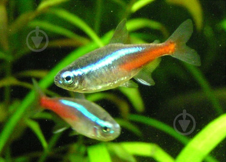 Рыбка Неон 3,5-4 см - фото 4