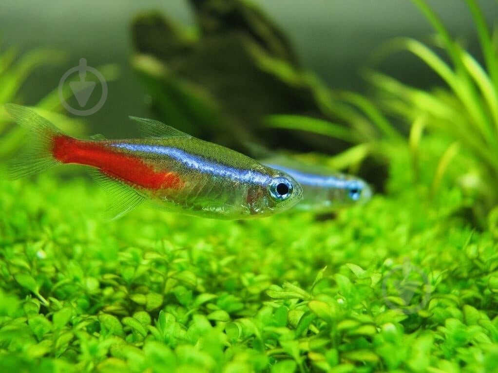 Рыбка Неон 3,5-4 см - фото 7