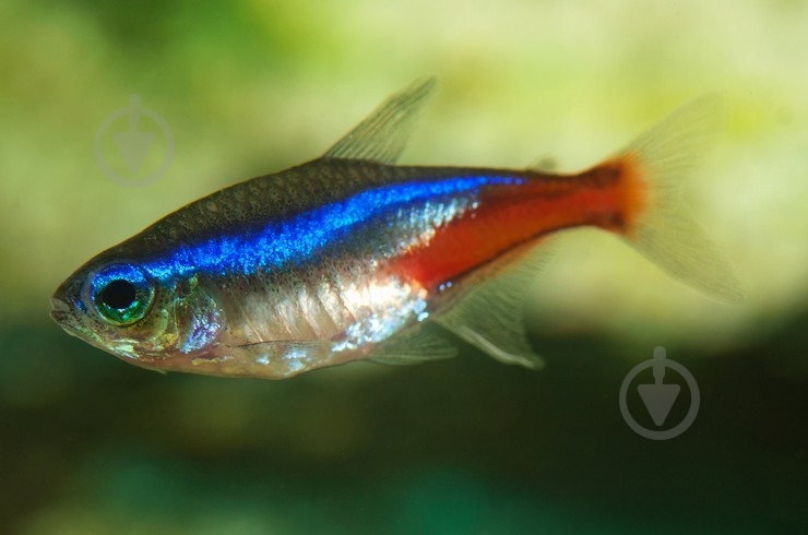 Рыбка Неон 3,5-4 см - фото 9