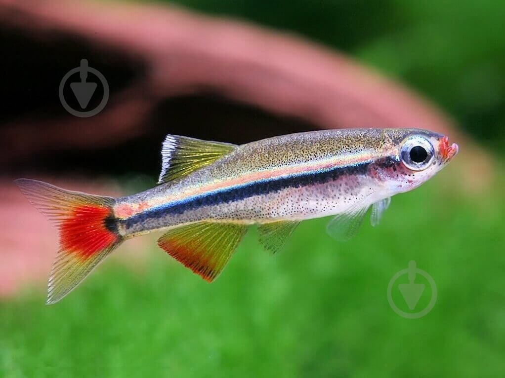 Рыбка Кардинал 3,5-4 см - фото 5