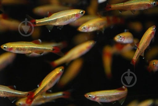 Рыбка Кардинал 3,5-4 см - фото 3