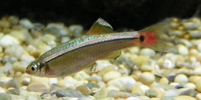 Рыбка Кардинал 3,5-4 см - фото 2