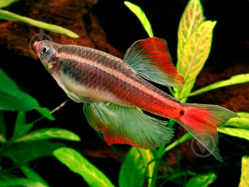 Рыбка Кардинал 3,5-4 см - фото 1