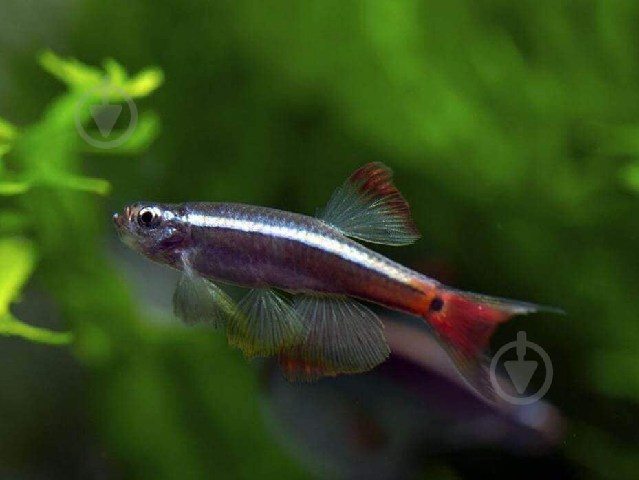 Рыбка Кардинал 3,5-4 см - фото 9