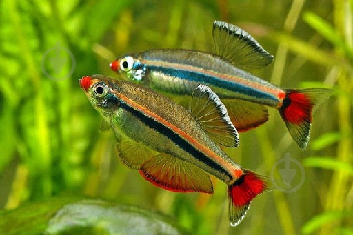 Рыбка Кардинал 3,5-4 см - фото 8