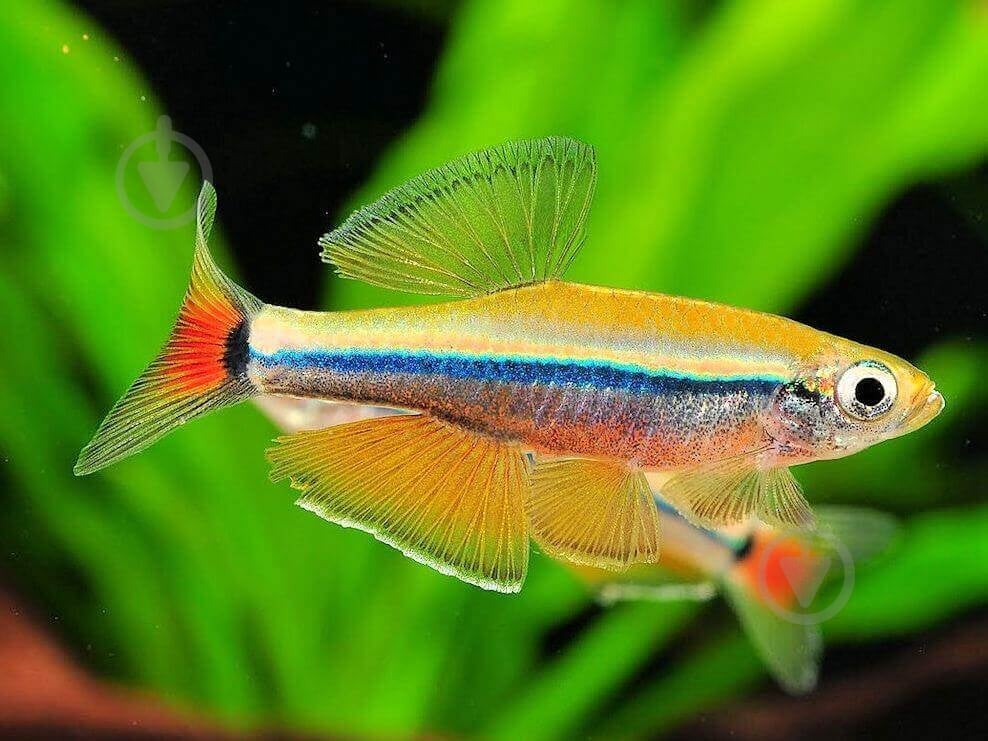 Рыбка Кардинал 3,5-4 см - фото 6