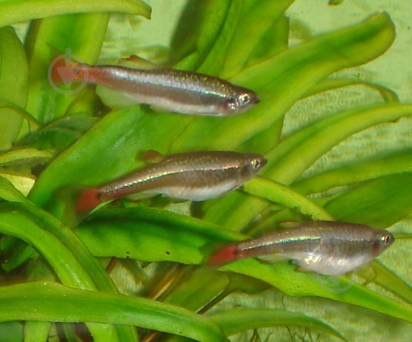 Рыбка Кардинал 3,5-4 см - фото 7