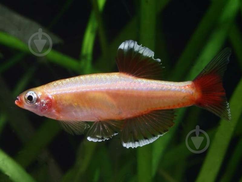 Рыбка Кардинал 3,5-4 см - фото 12