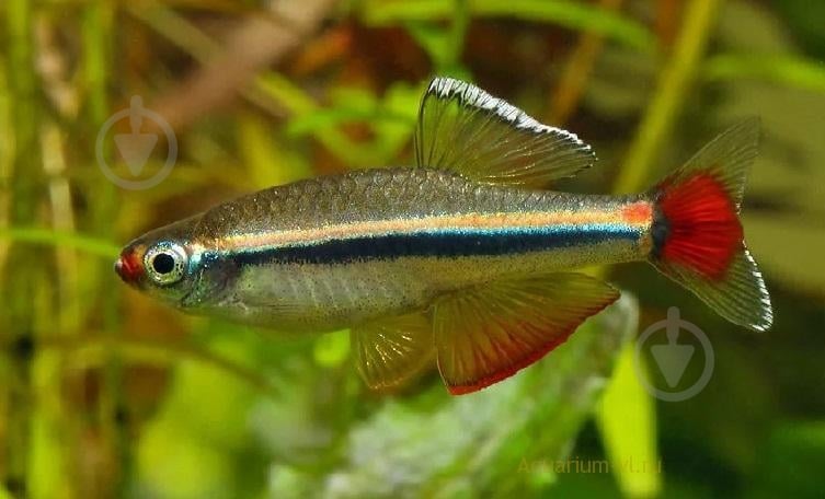 Рыбка Кардинал 3,5-4 см - фото 11