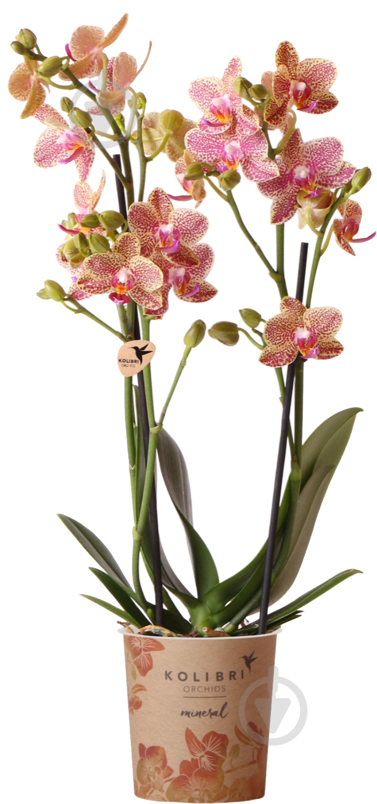 Растение Фаленопсис оман 2рр d9/h40 - фото 1