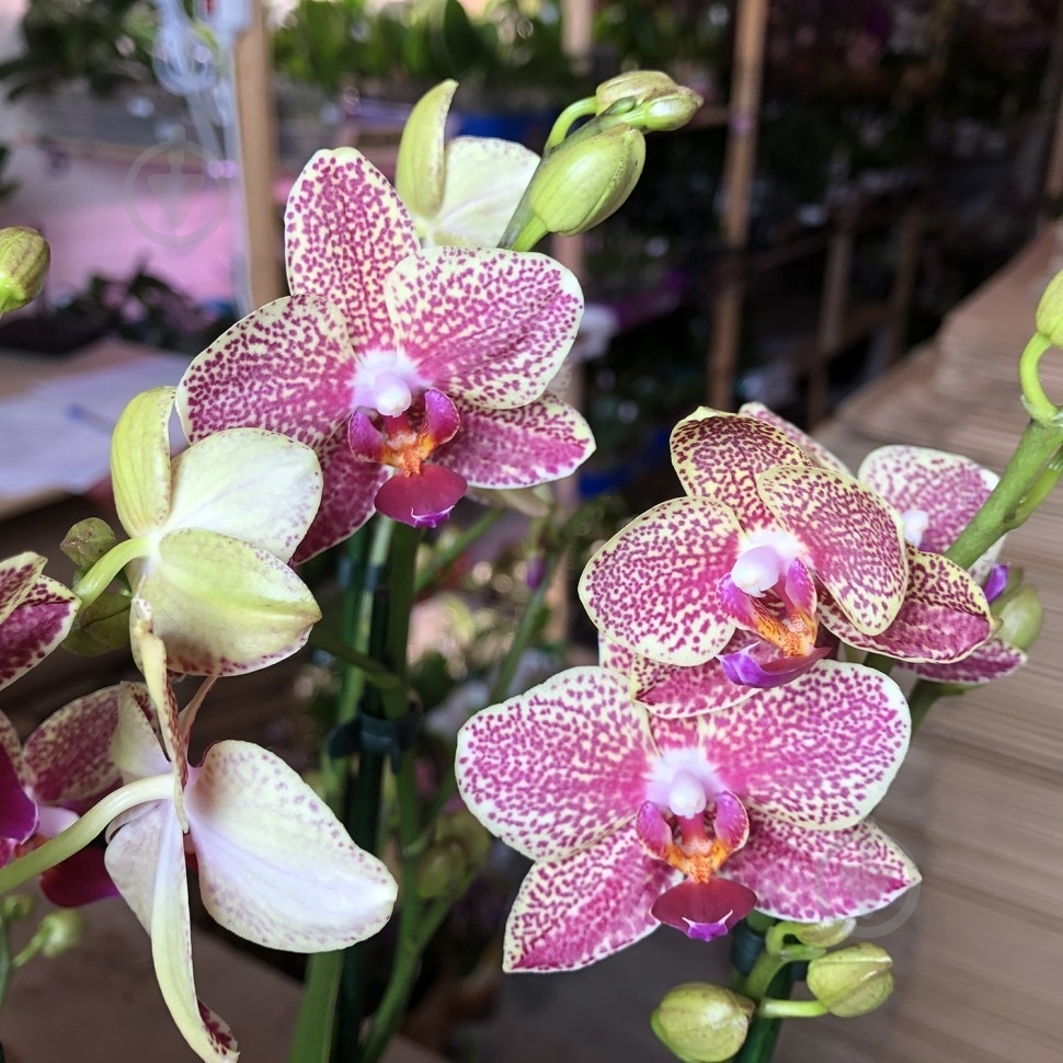 Растение Фаленопсис оман 2рр d9/h40 - фото 2