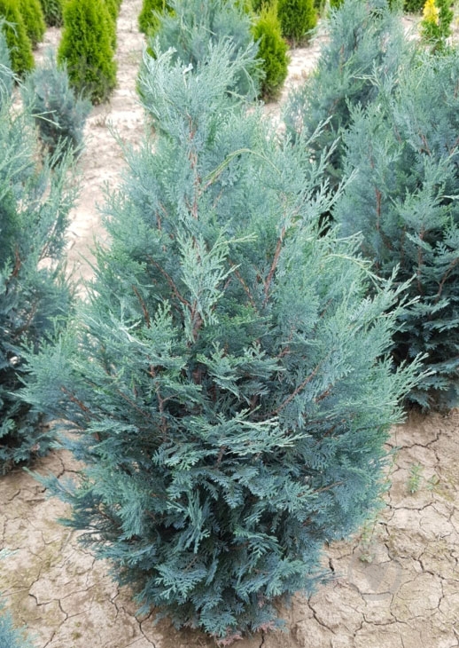 Растение Кипарисовик 24*110 Columnaris - фото 1 Растение Кипарисовик 24*110 Columnaris - фото 1