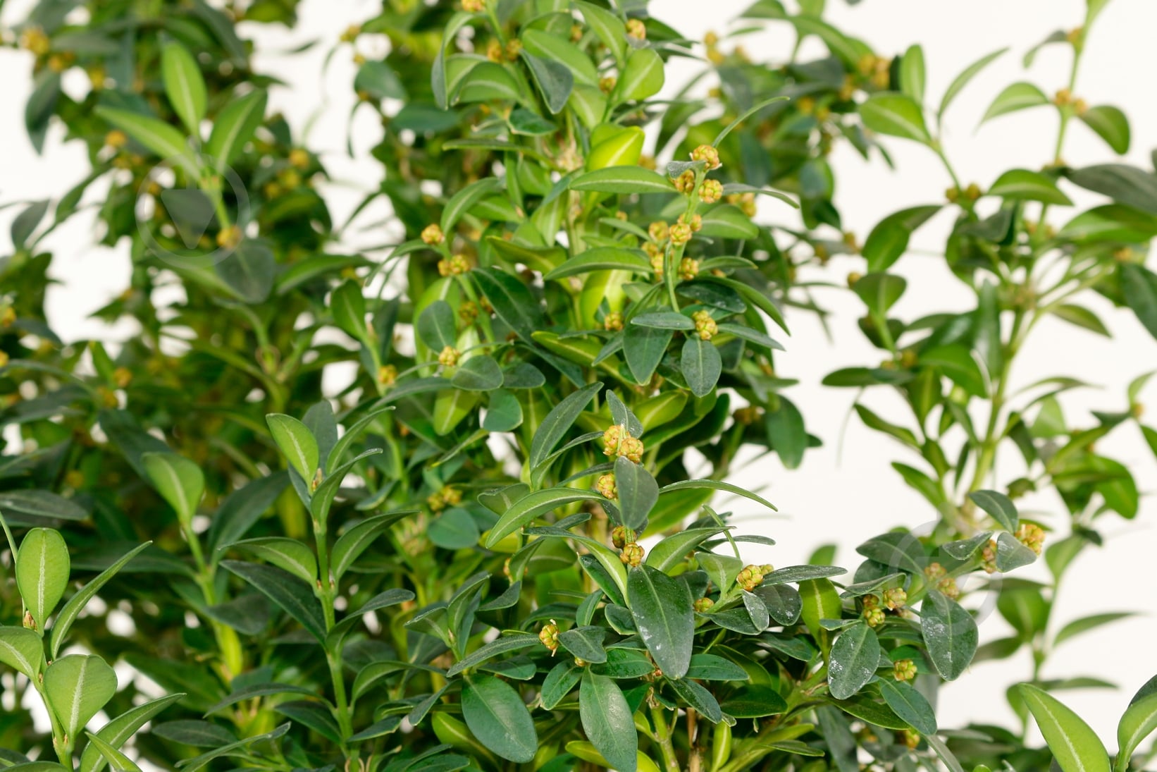 Растение Самшит вечнозеленый Buxus sempervirens h 55-65 см - фото 2 Растение Самшит вечнозеленый Buxus sempervirens h 55-65 см - фото 2