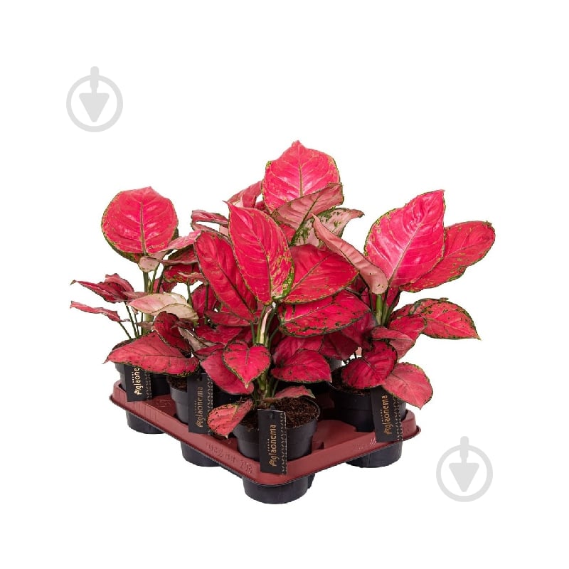 Растение Аглаонема 12*25-30 Red Joy - фото 1