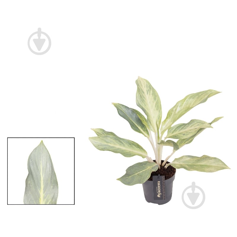 Растение Аглаонема 12*40 Aqua Green - фото 1