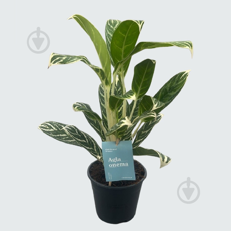 Растение Аглаонема 14*35 Ivy Green - фото 1