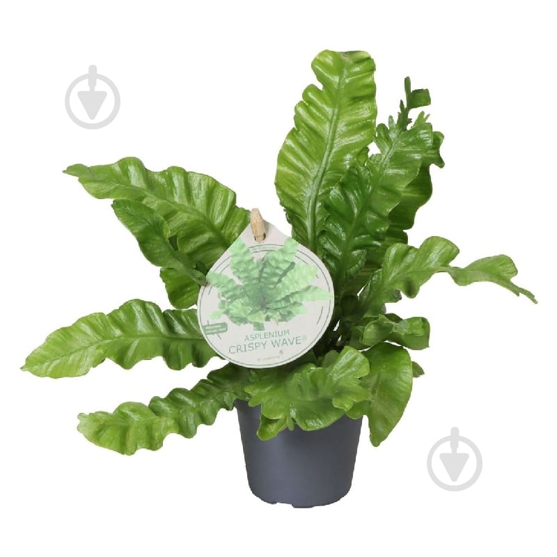 Рослина Аспленіум 06*10 Crispy Wave - фото 1
