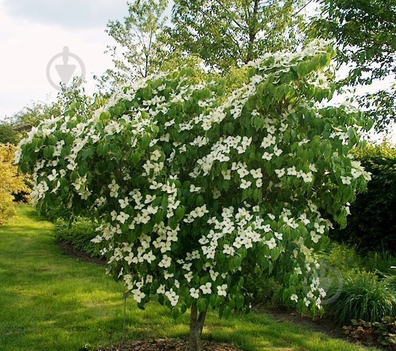 Рослина Дерен Коуса Cornus kousa h 200-250 см - фото 1