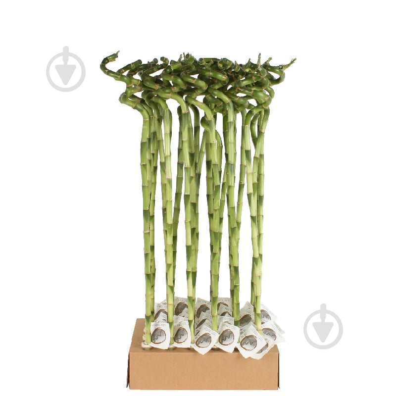 Растение Драцена 05*80 Lucky Bamboo - фото 1