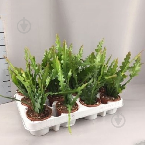 Растение Эпифиллум 09х15 Anguliger - фото 1