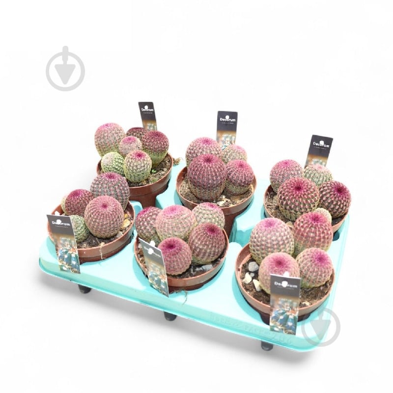 Рослина Кактус 12х15 Echinocereus Rubrispinus - фото 1