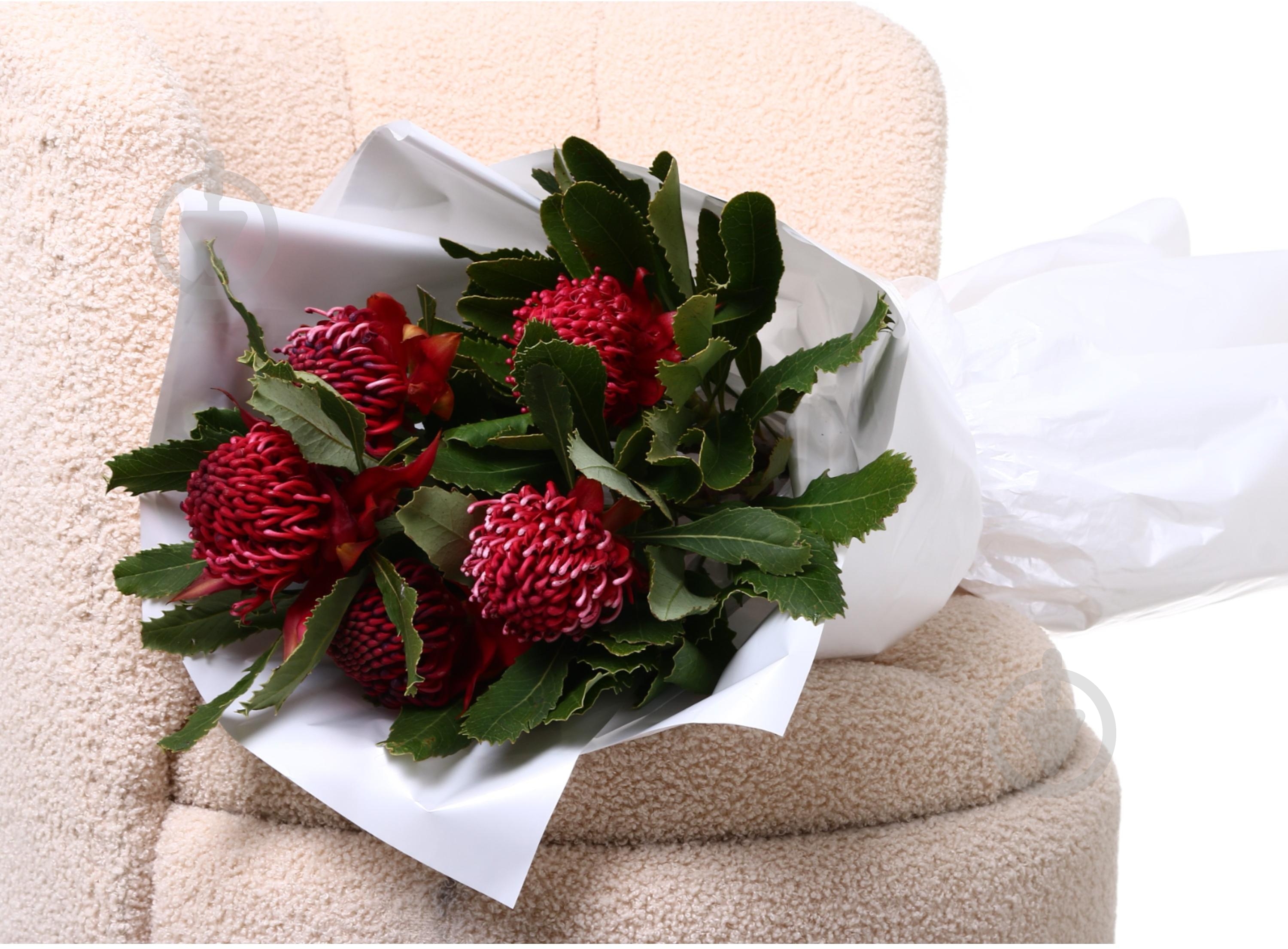 Телопея Waratah 50 см малиновый - фото 3 Телопея Waratah 50 см малиновый - фото 3