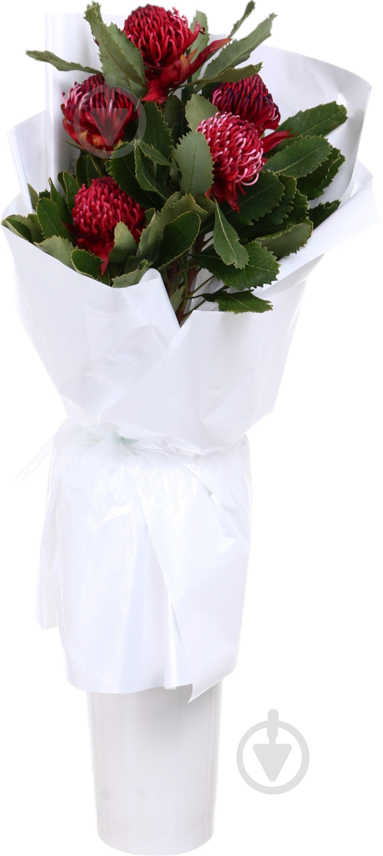 Телопея Waratah 50 см малиновый - фото 1 Телопея Waratah 50 см малиновый - фото 1