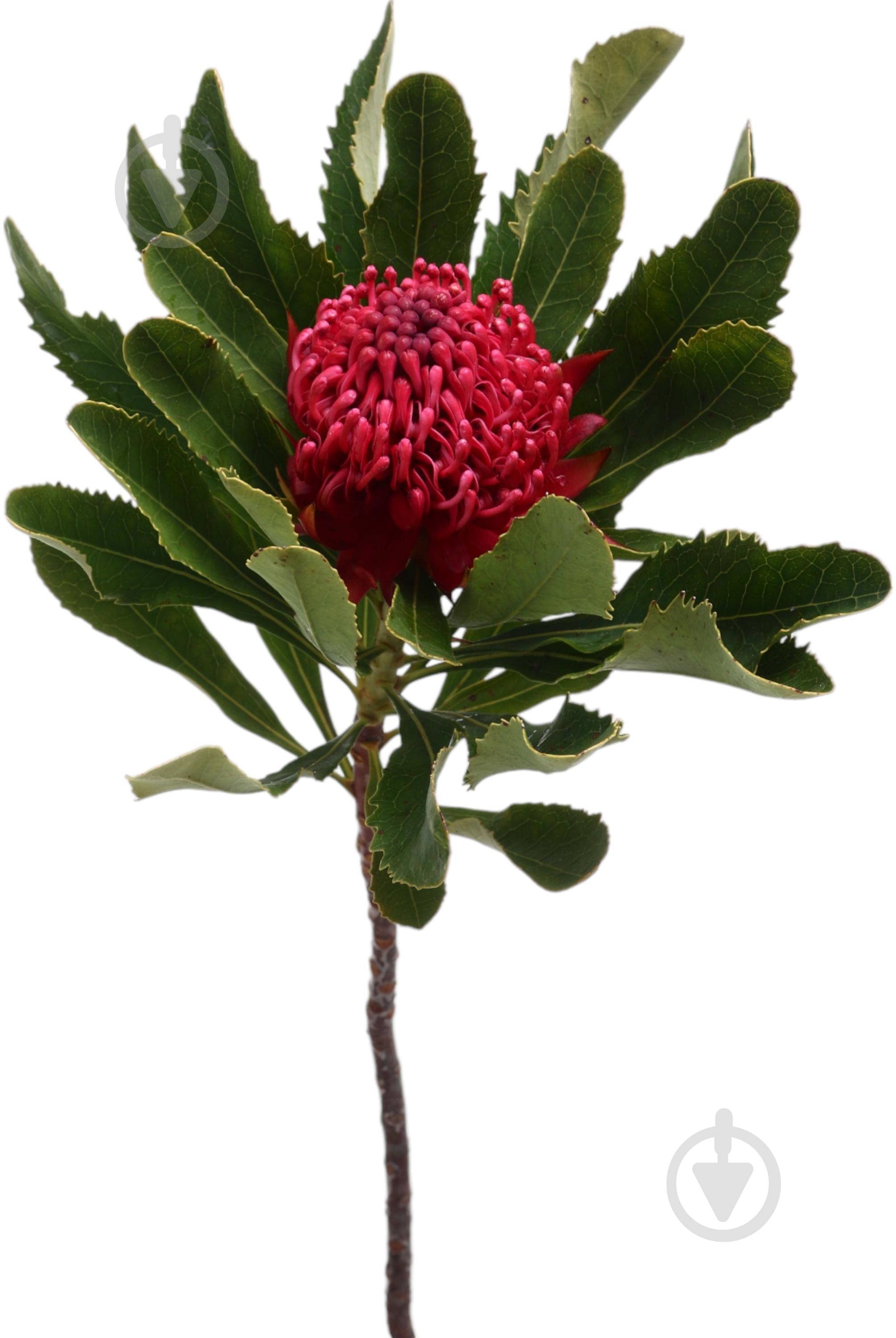 Телопея Waratah 50 см малиновый - фото 4 Телопея Waratah 50 см малиновый - фото 4