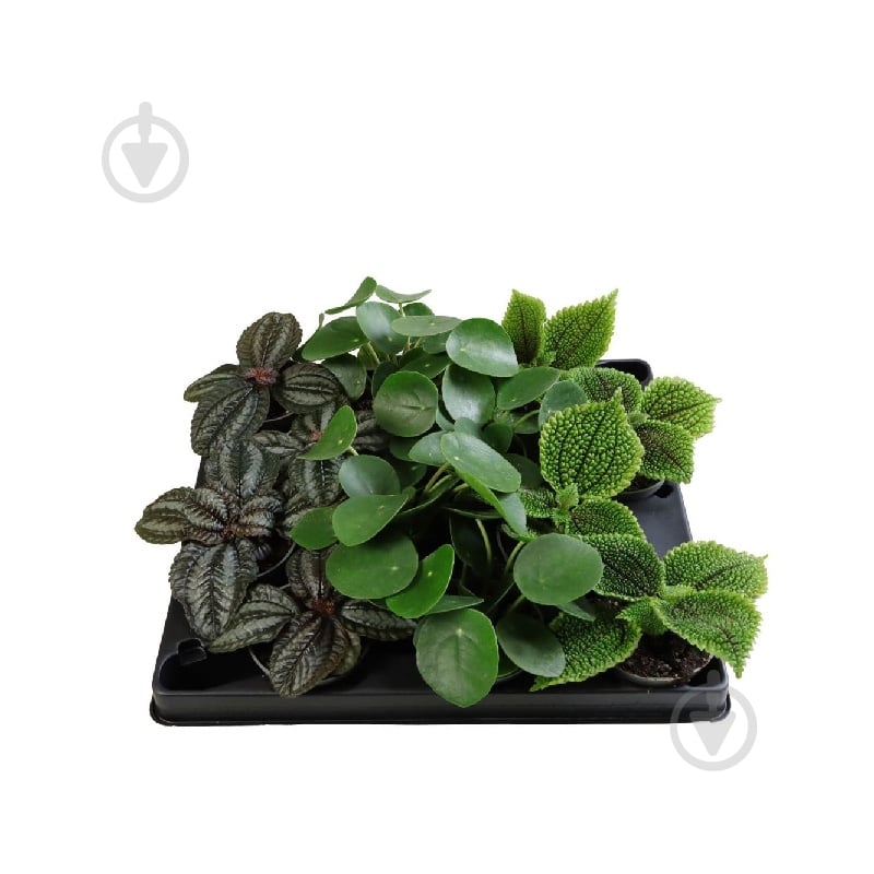 Растение Пилея 06*10 микс - фото 1 Растение Пилея 06*10 микс - фото 1