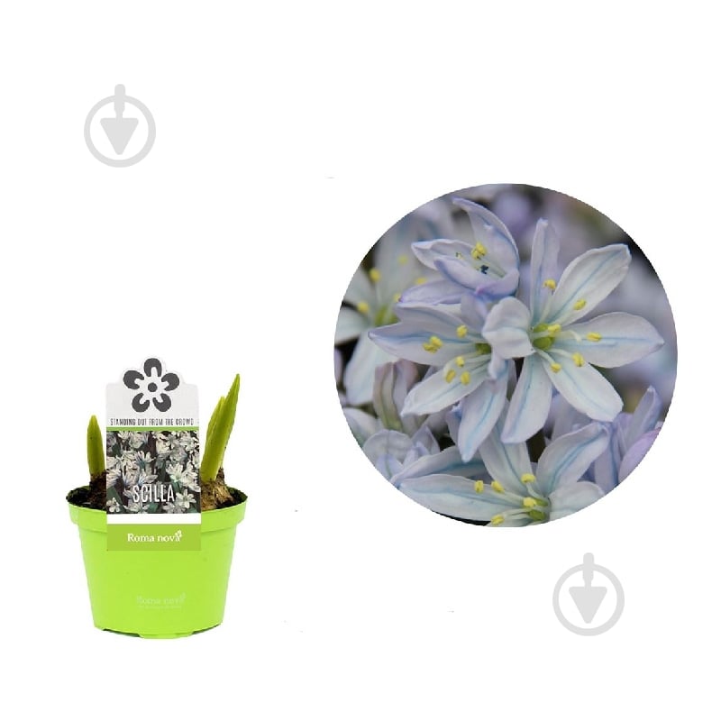Растение Сцилла (подснежник) 09 х11 - фото 1