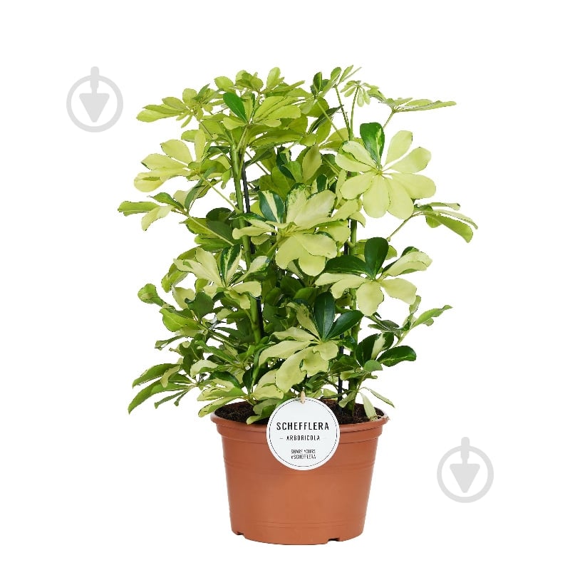Растение Шеффлера 21*50 Melanie - фото 1 Растение Шеффлера 21*50 Melanie - фото 1