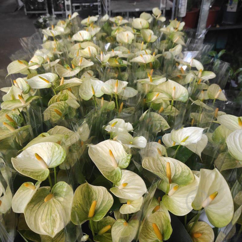 Растение Антуриум 12х35 Vanilla - фото 1