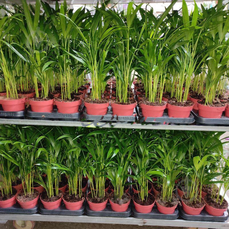 Растение Дипсис 12х40 - фото 1