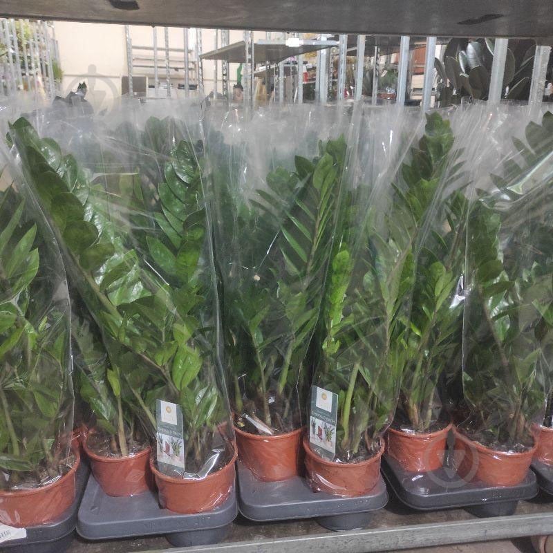 Растение Замиокулькас 14х55-60 - фото 1 Растение Замиокулькас 14х55-60 - фото 1