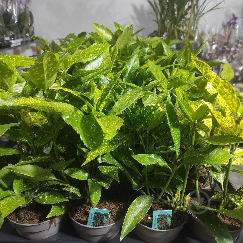 Растение Аукуба 13х30 - фото 1