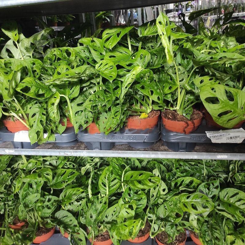 Растение Монстера 12х30 Adansonii - фото 1