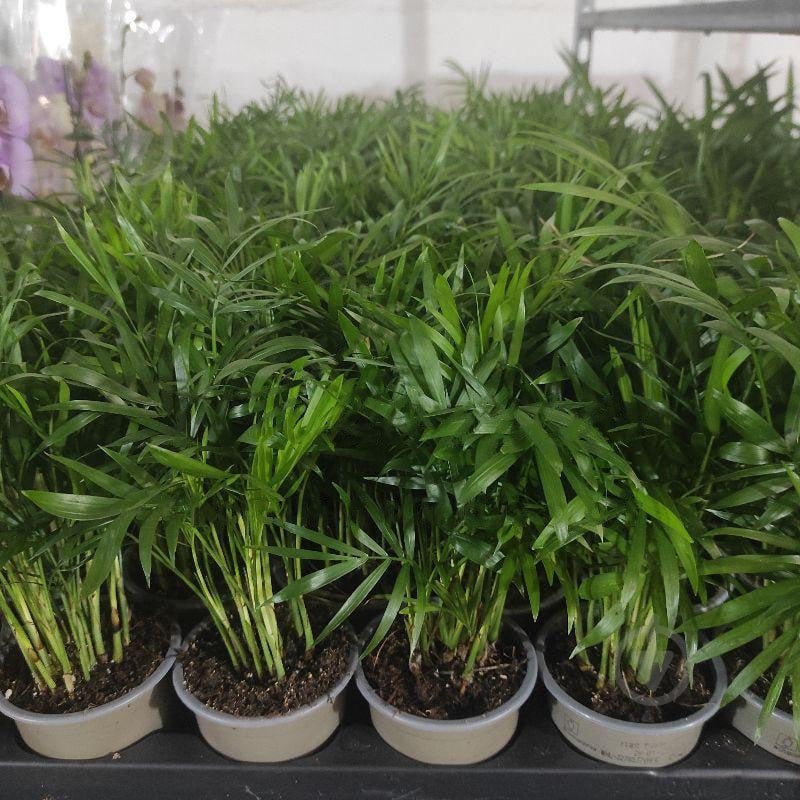 Растение Хамедорея 9х30-35 Elegans - фото 1 Растение Хамедорея 9х30-35 Elegans - фото 1